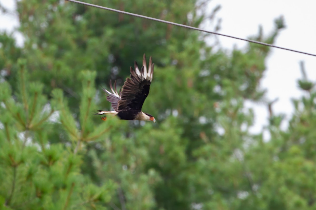 Crested Caracara (Northern) - ML641778252