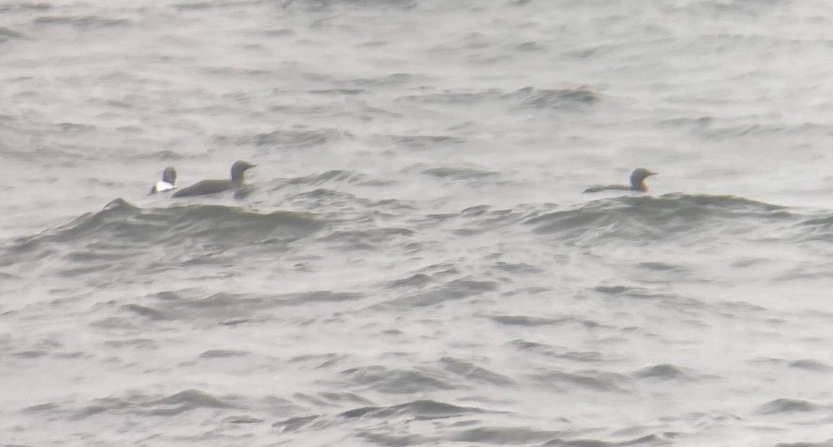 Red-throated Loon - ML641778280