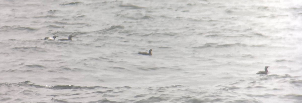 Red-throated Loon - ML641778281