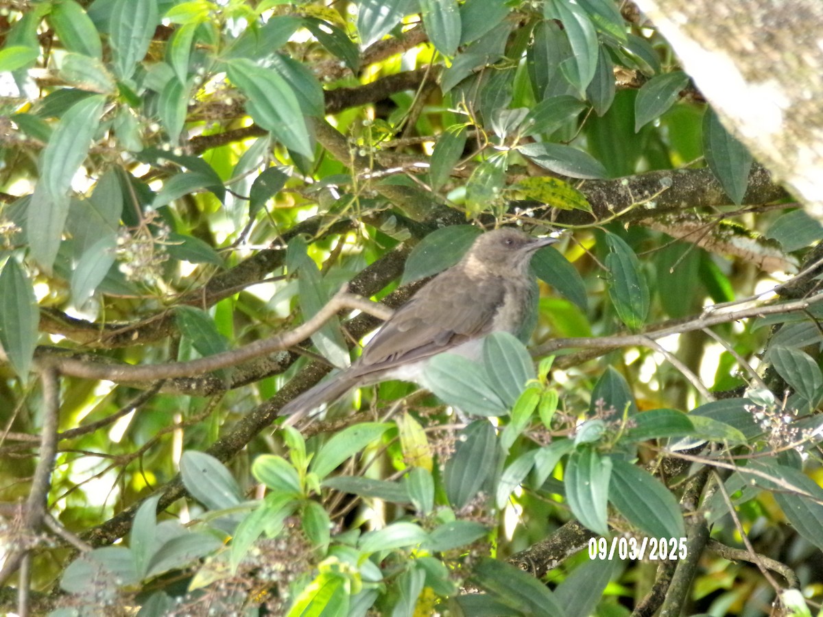 Turdus sp. - ML641778290
