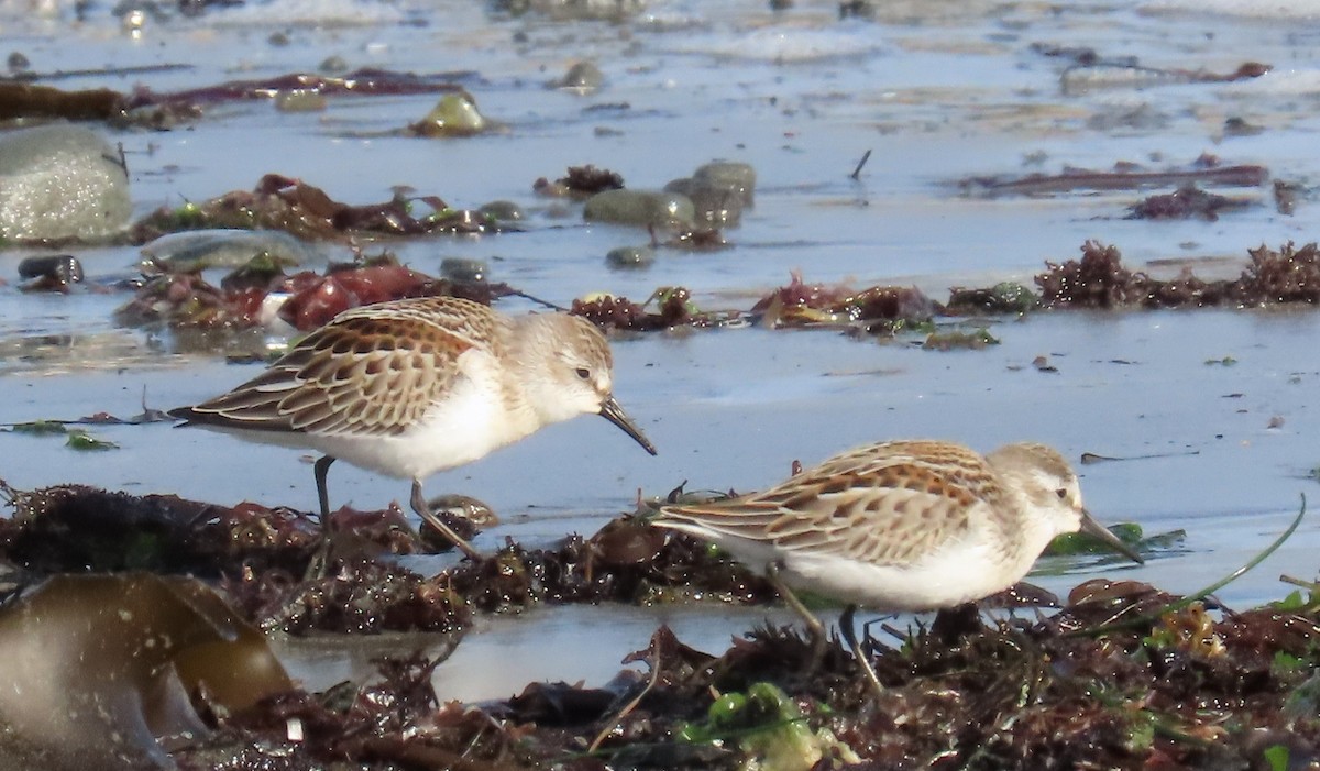 Western Sandpiper - ML641778295