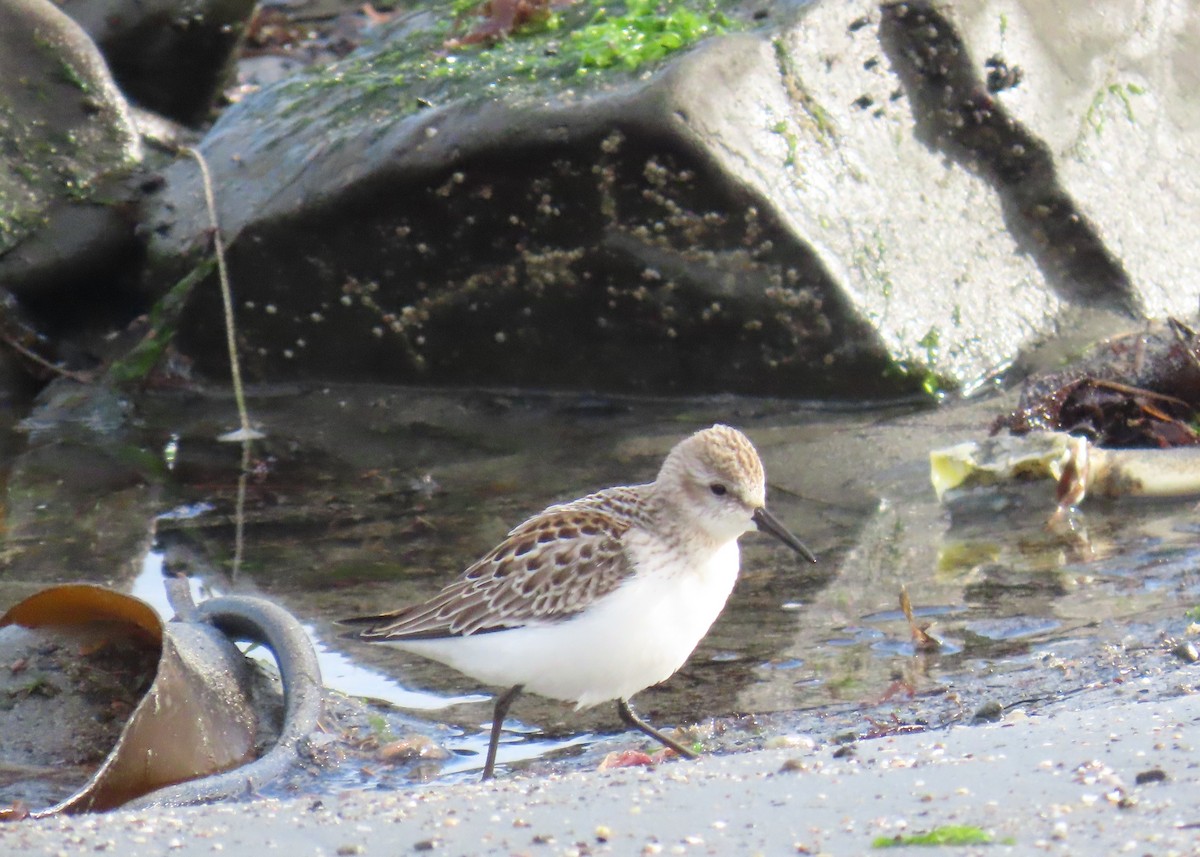 Western Sandpiper - ML641778296