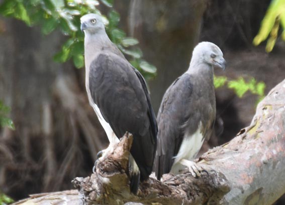 Gray-headed Fish-Eagle - ML641778302