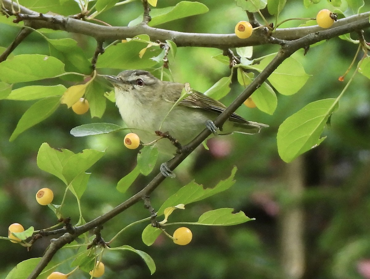 Red-eyed Vireo - ML641778307
