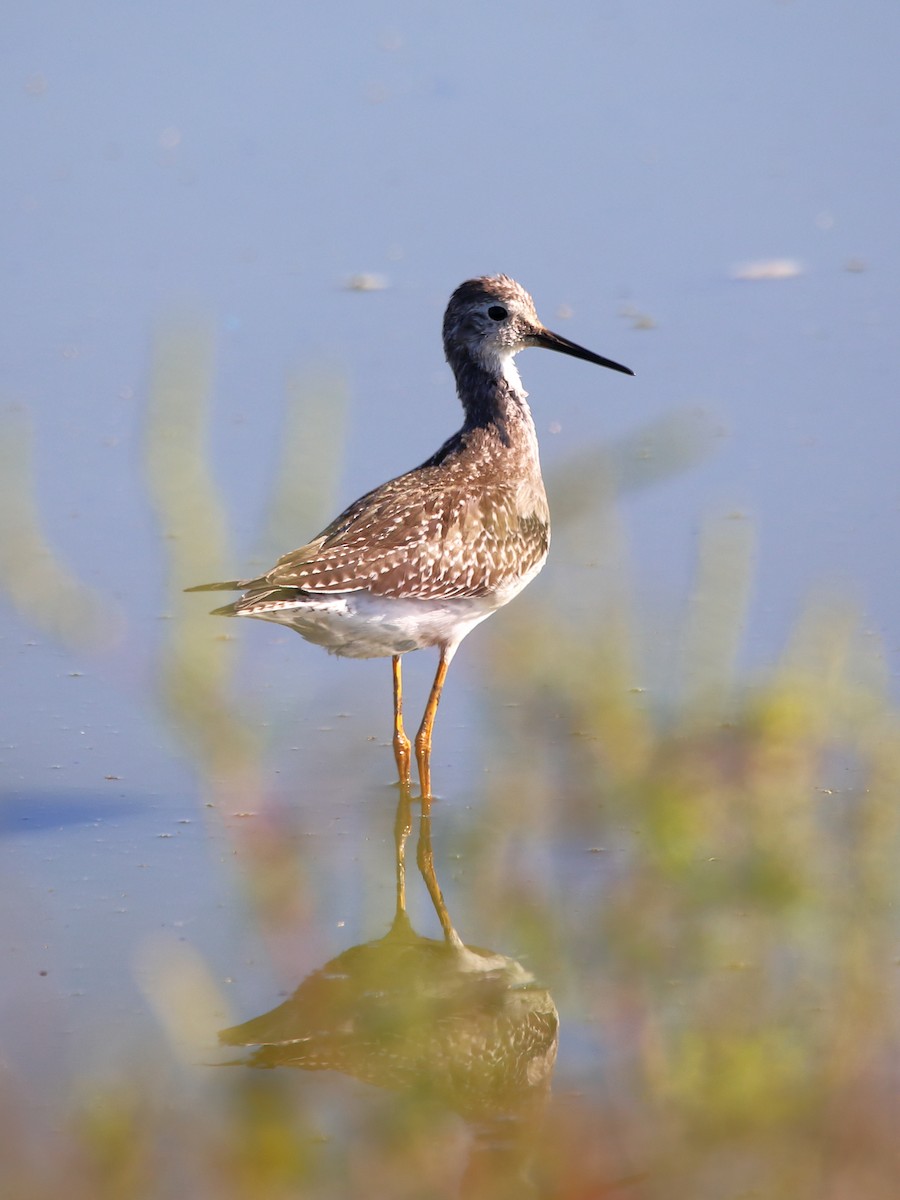 Lesser Yellowlegs - ML641778308