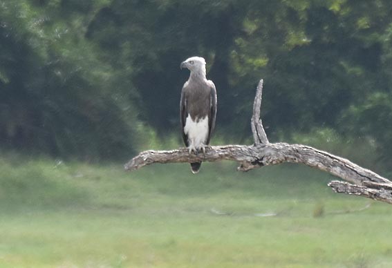 Gray-headed Fish-Eagle - ML641778310