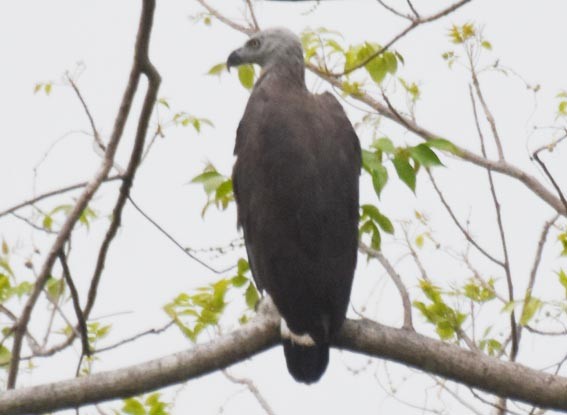 Gray-headed Fish-Eagle - ML641778320