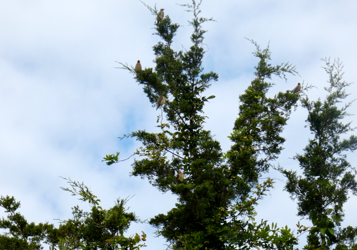 Cedar Waxwing - ML641778332