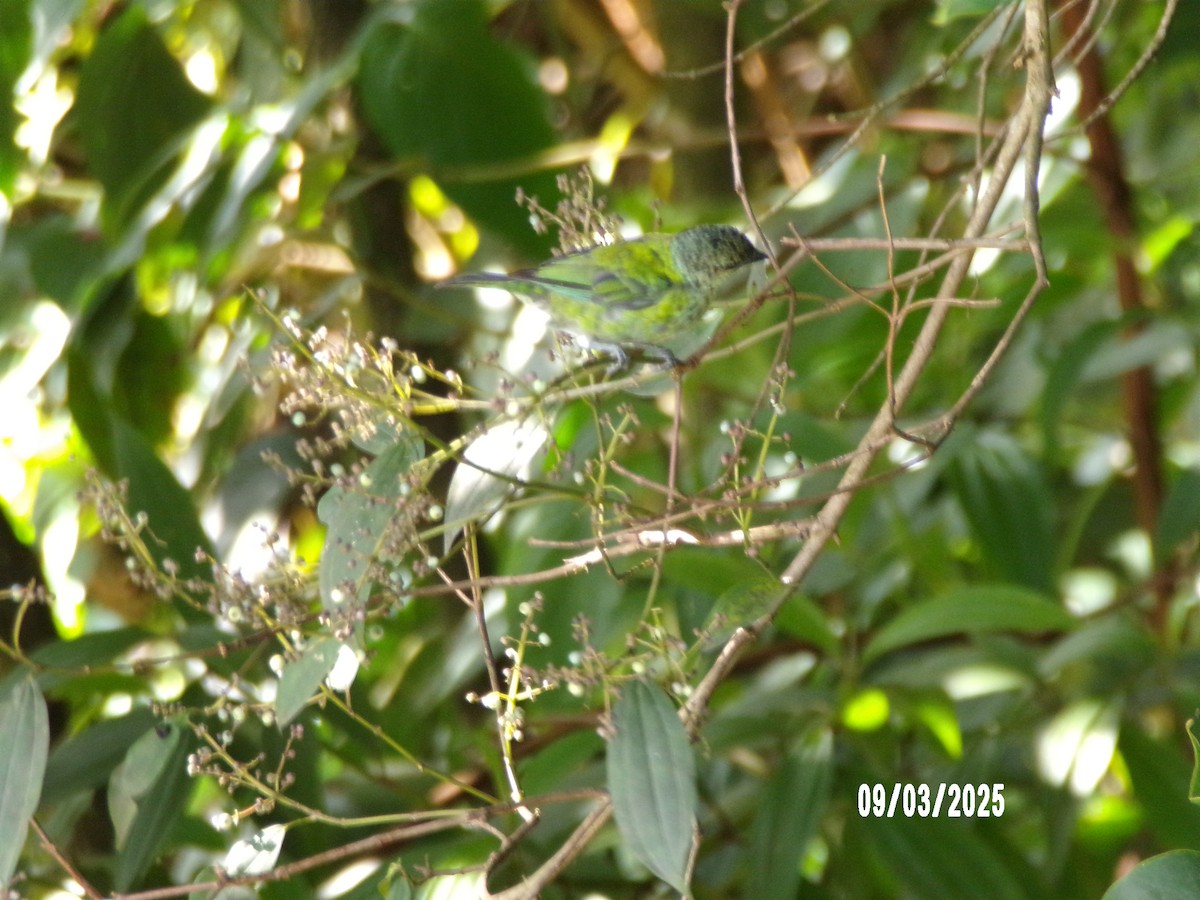 Blue-capped Tanager - ML641778336