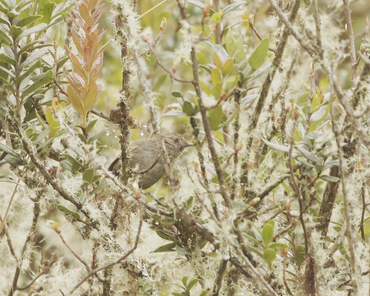 Puna Thistletail - ML641778344