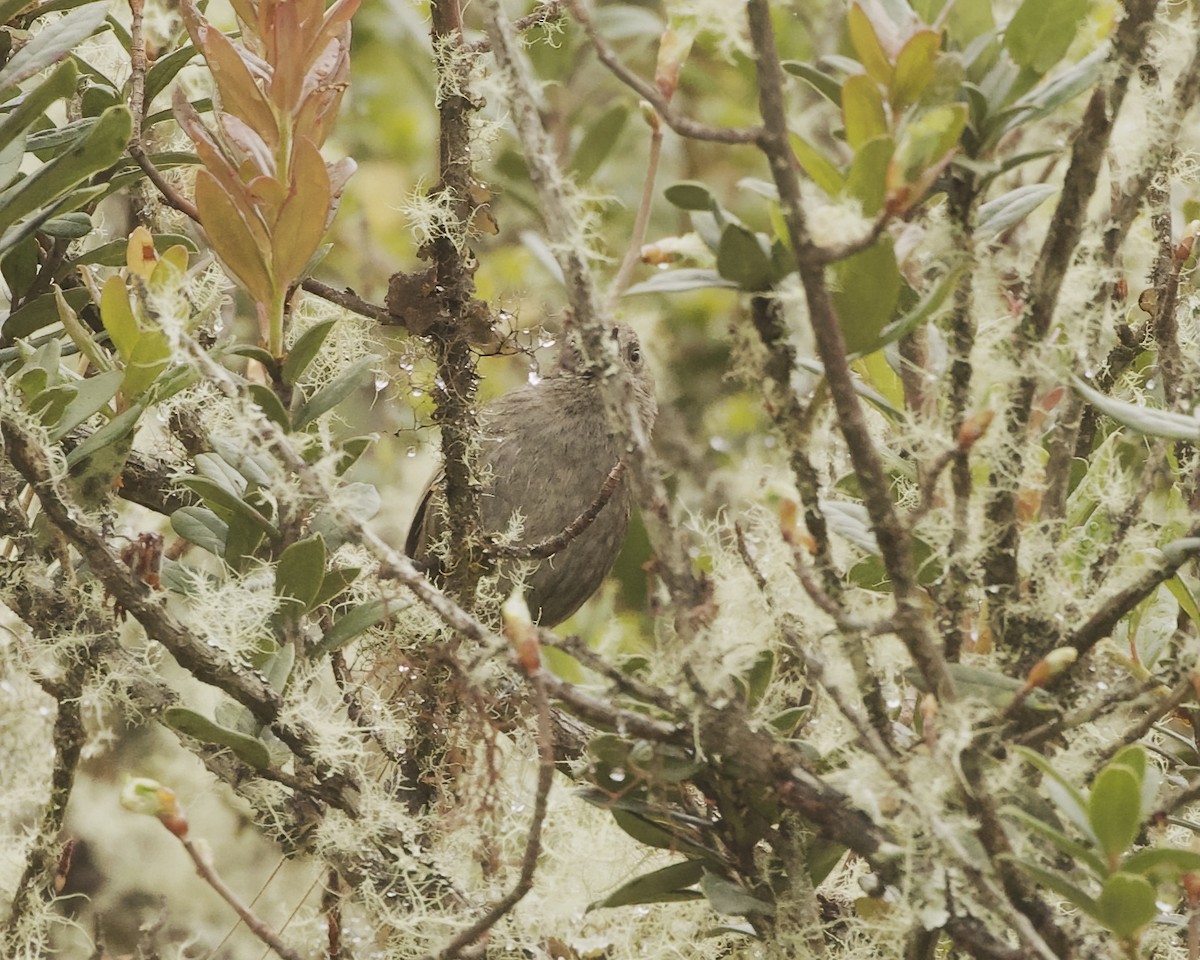 Puna Thistletail - ML641778345
