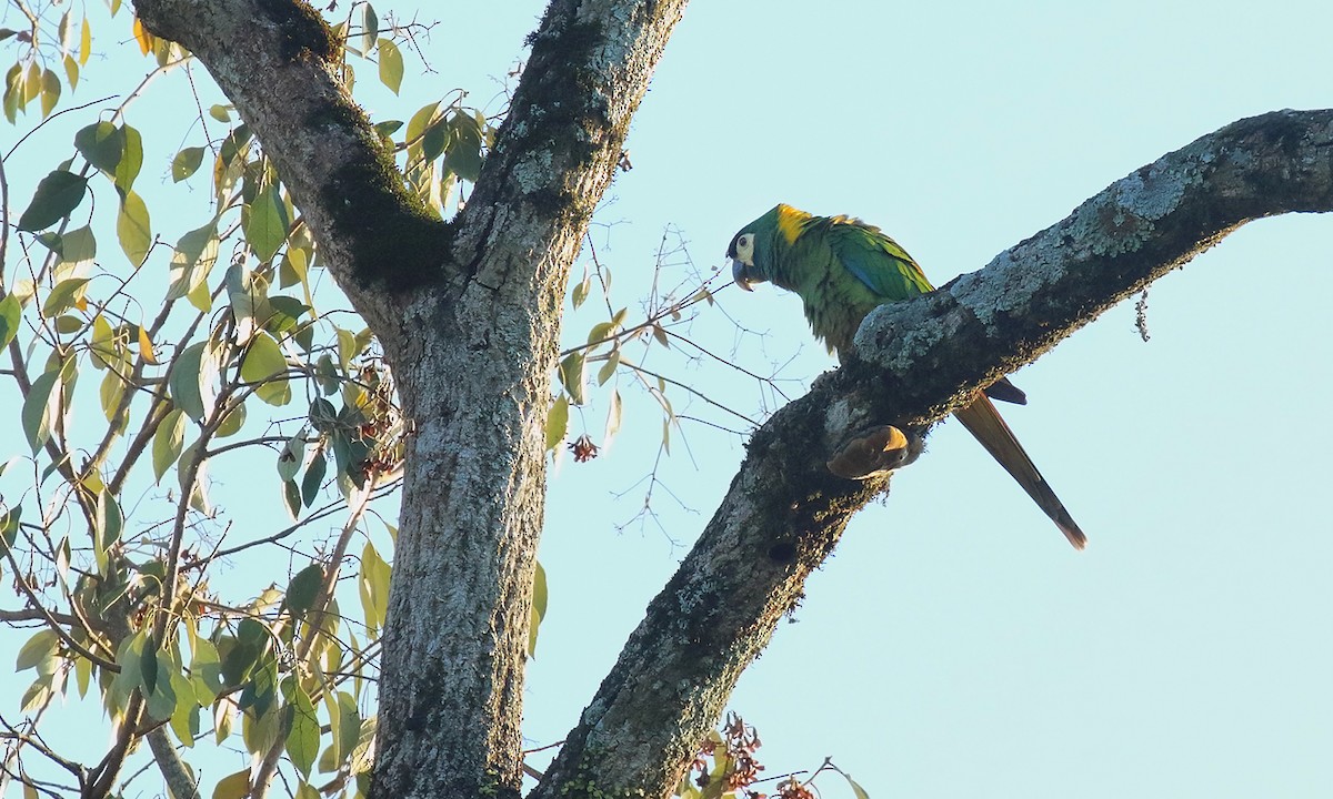 Yellow-collared Macaw - ML641778352