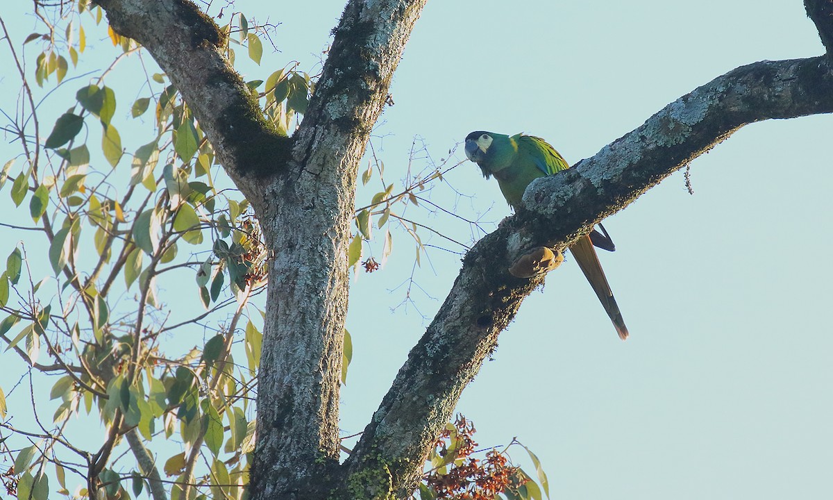 Yellow-collared Macaw - ML641778353