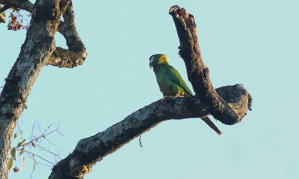 Yellow-collared Macaw - ML641778354