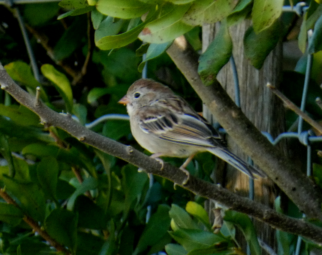 Field Sparrow - ML641778364