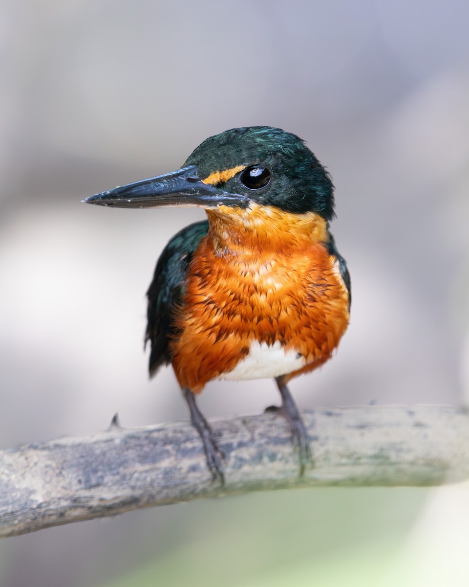 American Pygmy Kingfisher - ML641778389