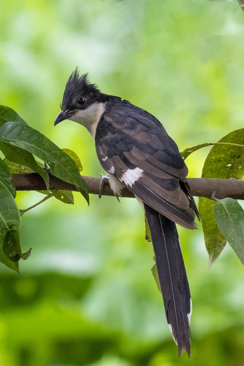 Pied Cuckoo - ML641778398