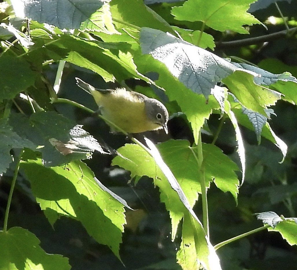 Nashville Warbler - ML641778415