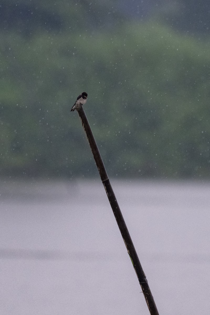 Barn Swallow - ML641778424