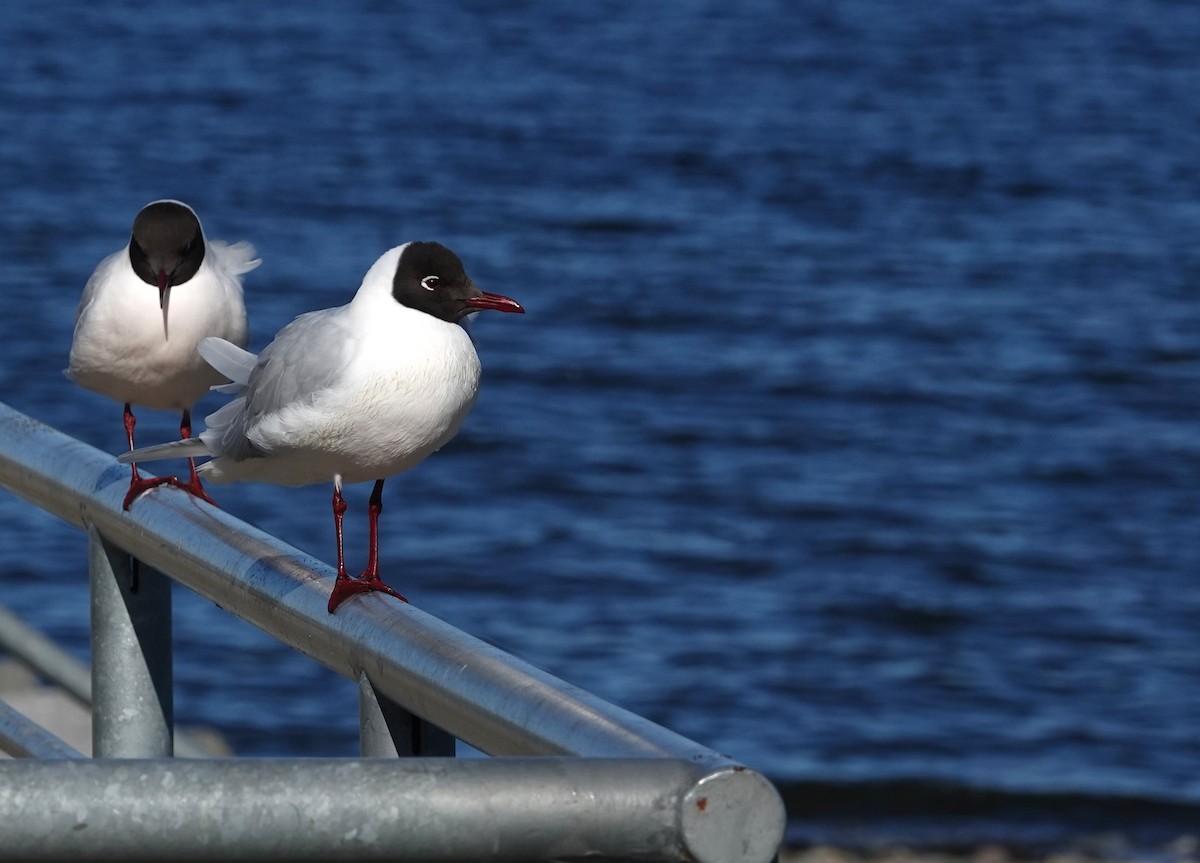 Mouette de Patagonie - ML641778428