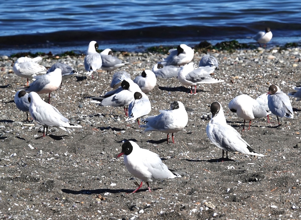Mouette de Patagonie - ML641778429