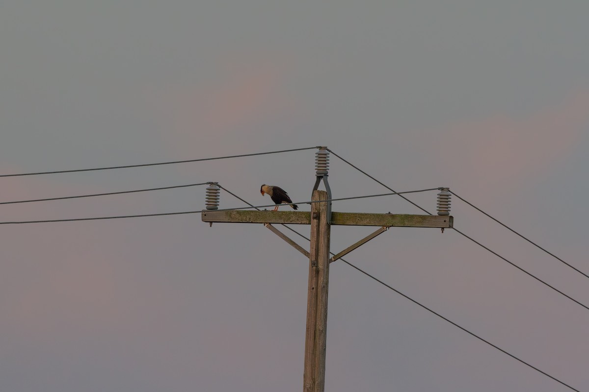 Crested Caracara (Northern) - ML641778437