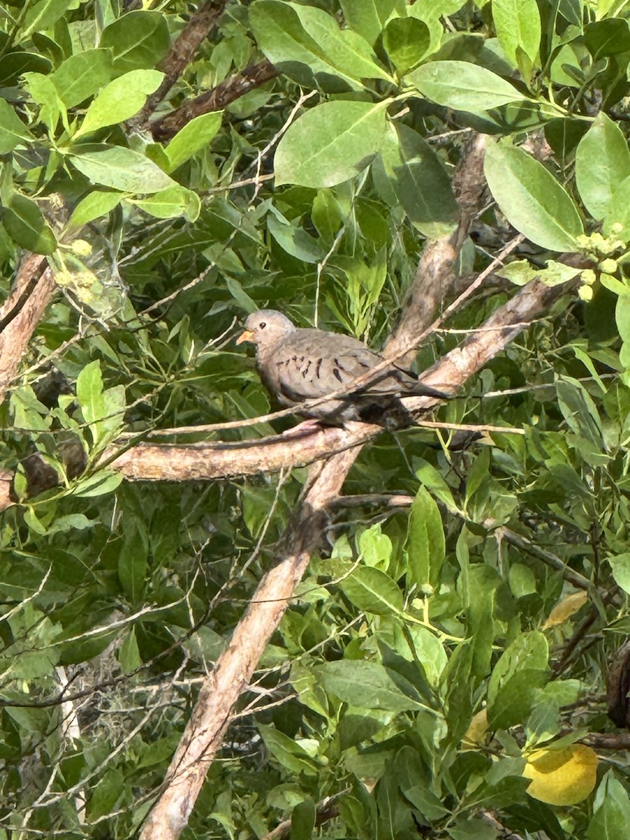 Common Ground Dove - ML641778452