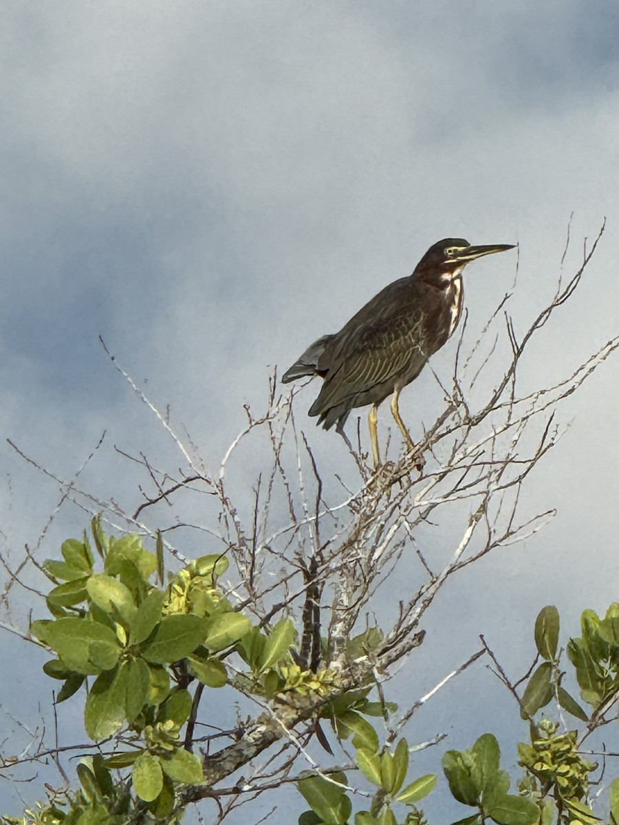 Green Heron - ML641778455