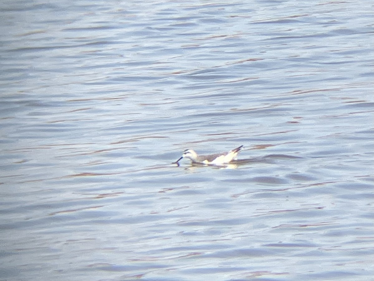 Wilson's Phalarope - ML641778459