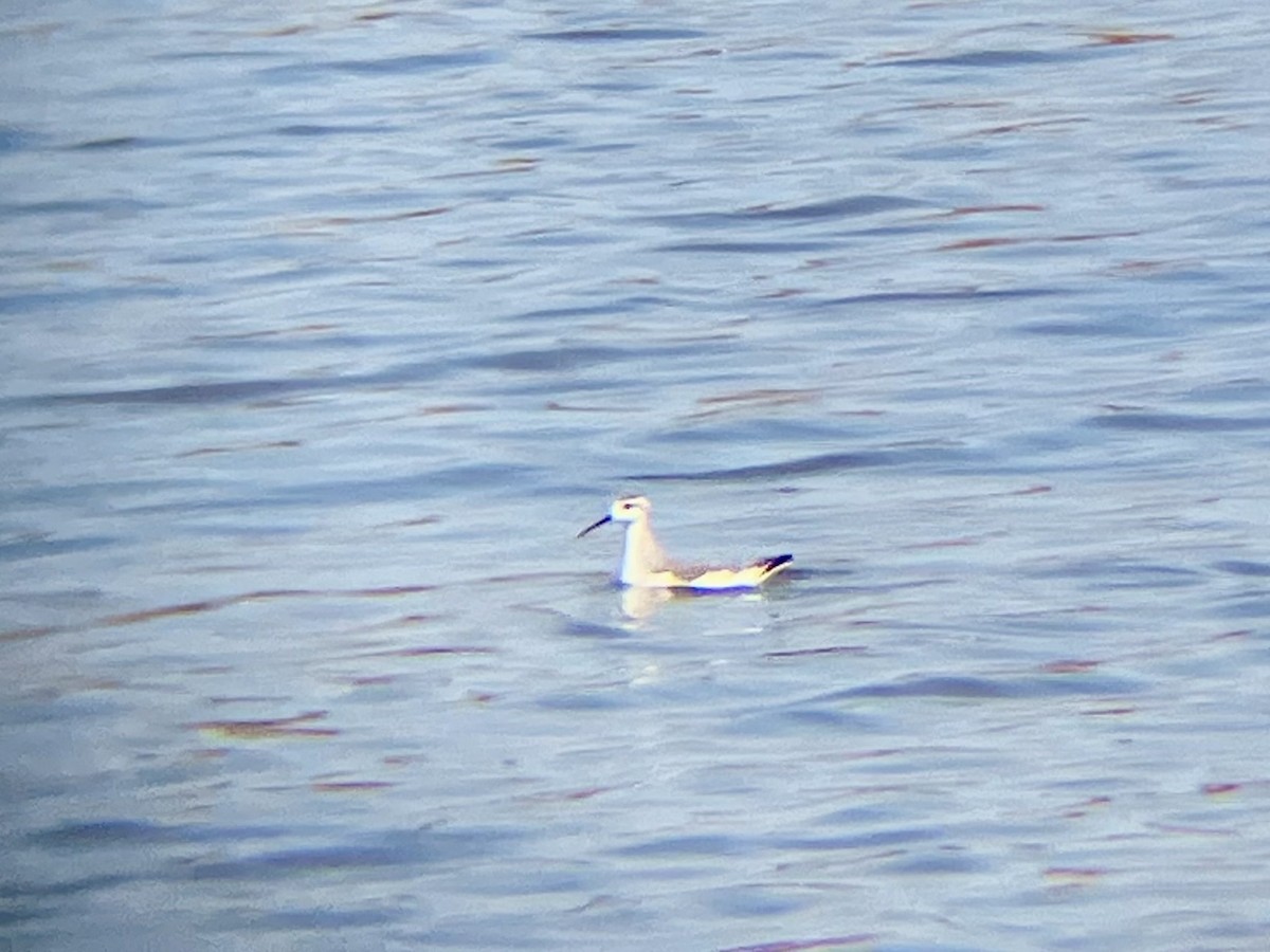Wilson's Phalarope - ML641778460