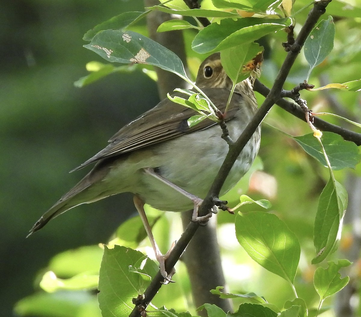 Swainson's Thrush - ML641778485