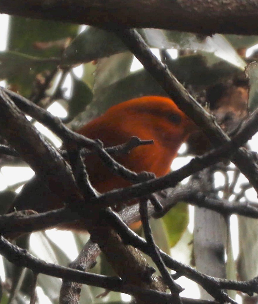 Hawaii-Akepakleidervogel - ML641778495