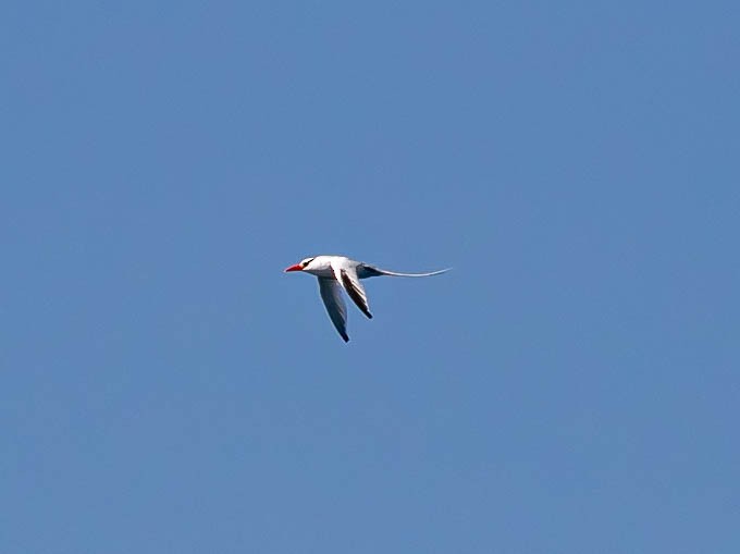Red-billed Tropicbird - ML641778504