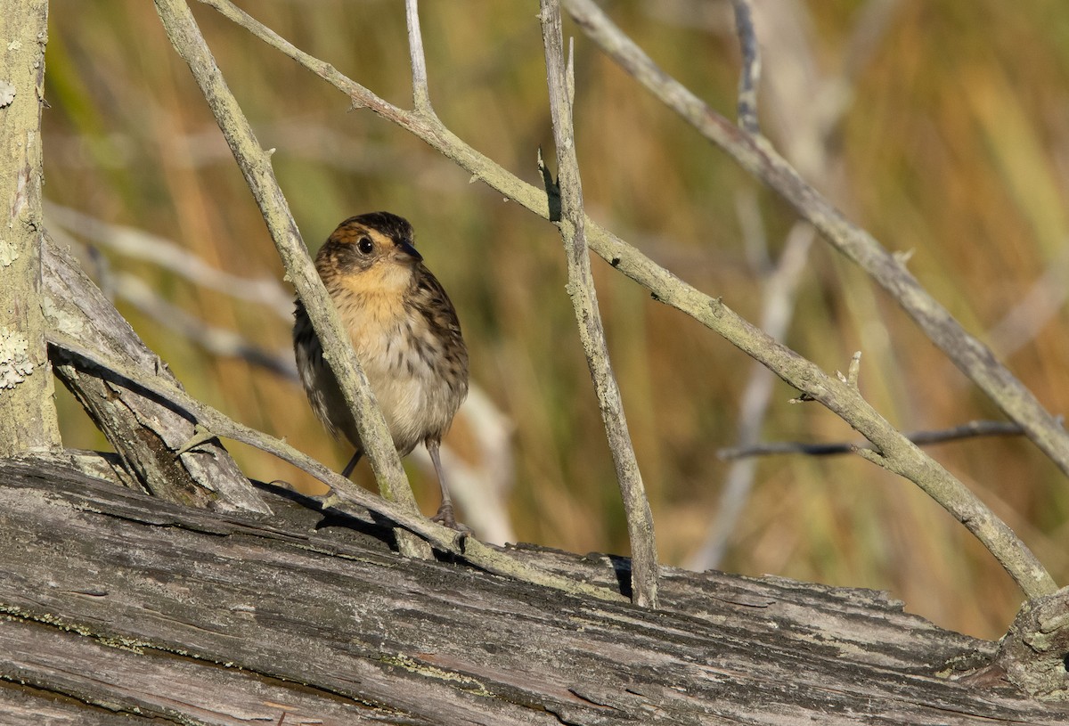 Saltmarsh Sparrow - ML641778505