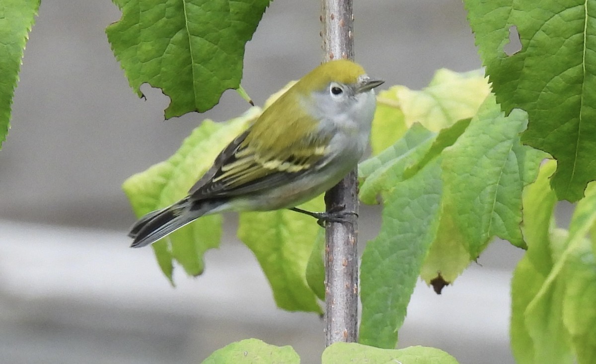 Chestnut-sided Warbler - ML641778506