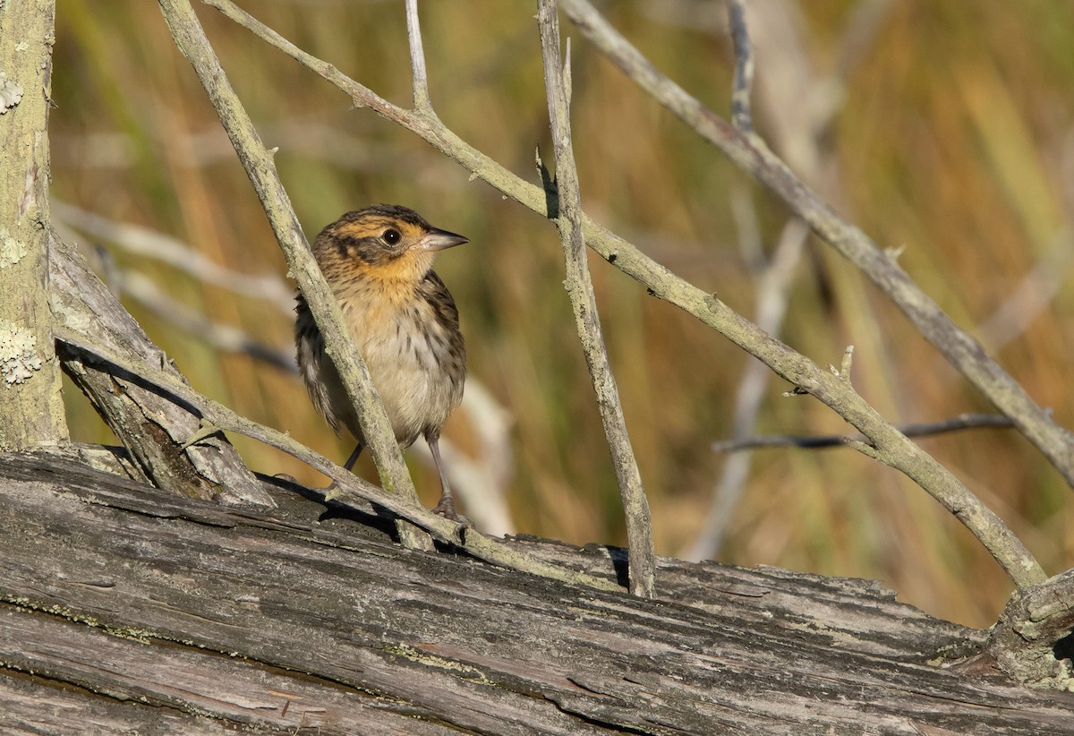 Saltmarsh Sparrow - ML641778514