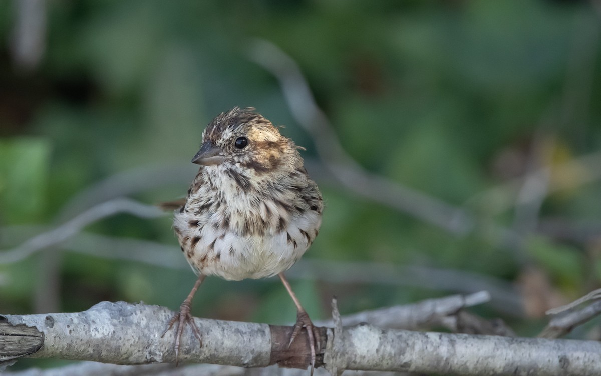 Song Sparrow (melodia/atlantica) - ML641778522
