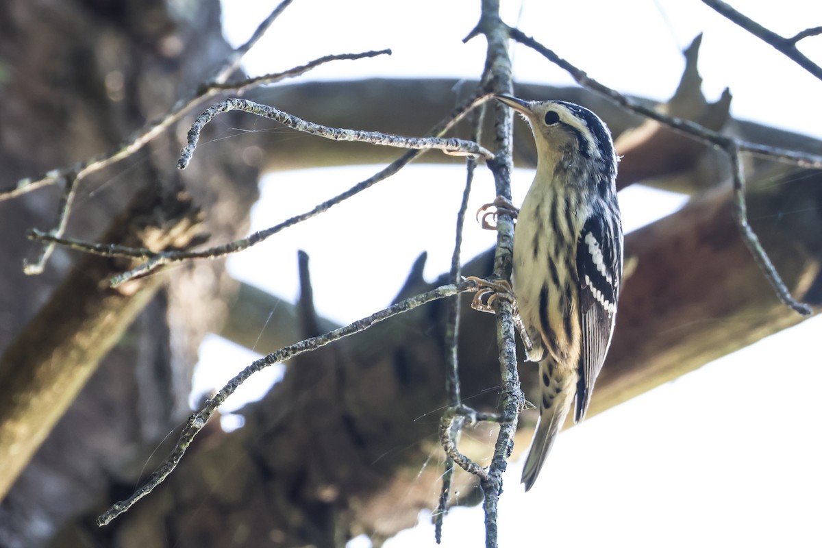 Black-and-white Warbler - ML641778550