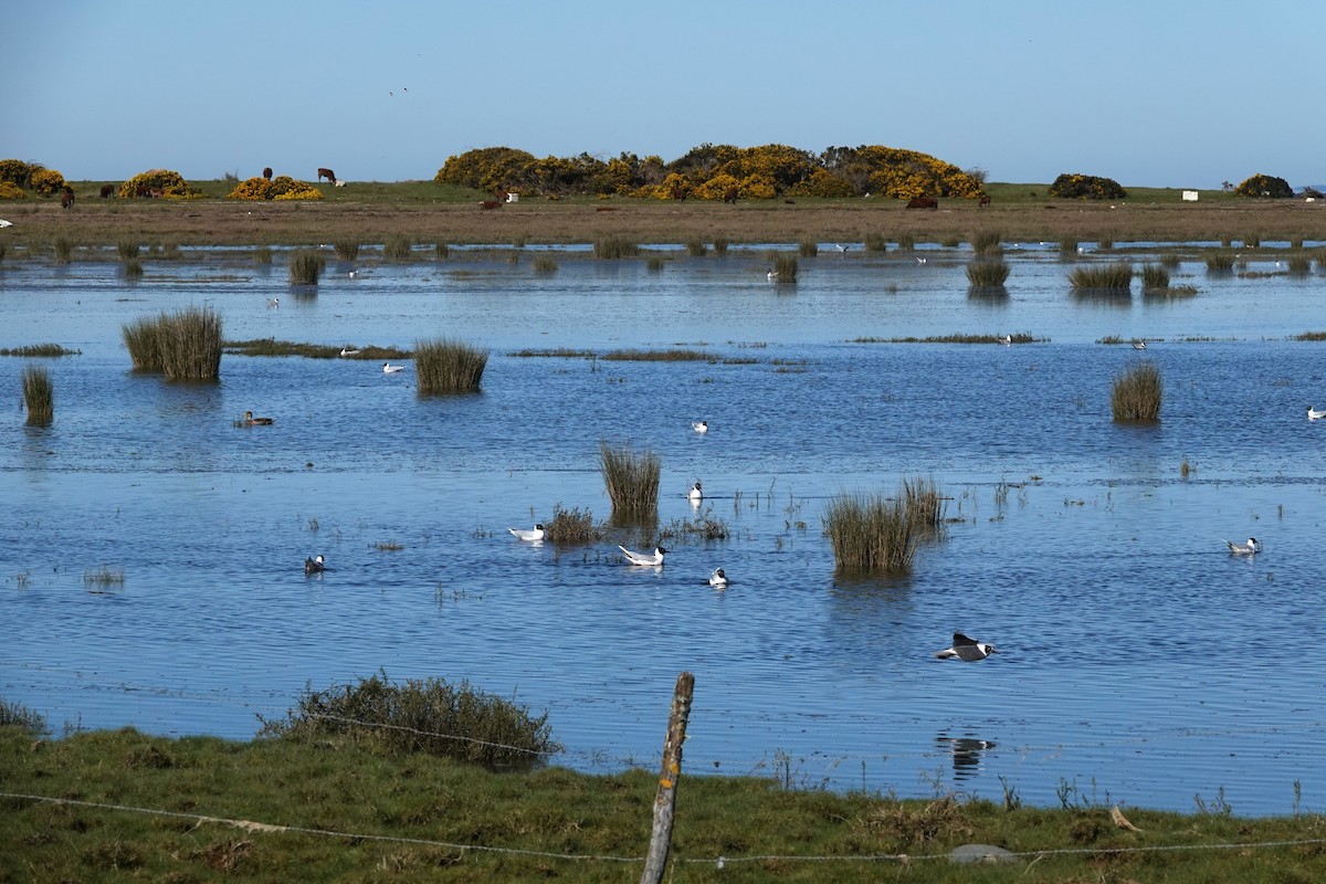 Mouette de Patagonie - ML641778570