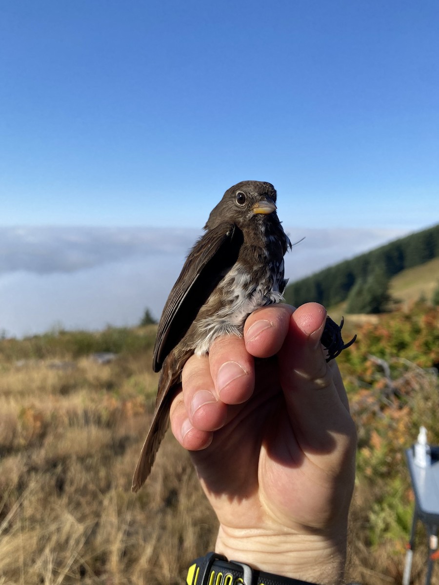 Fox Sparrow (Sooty) - ML641778573