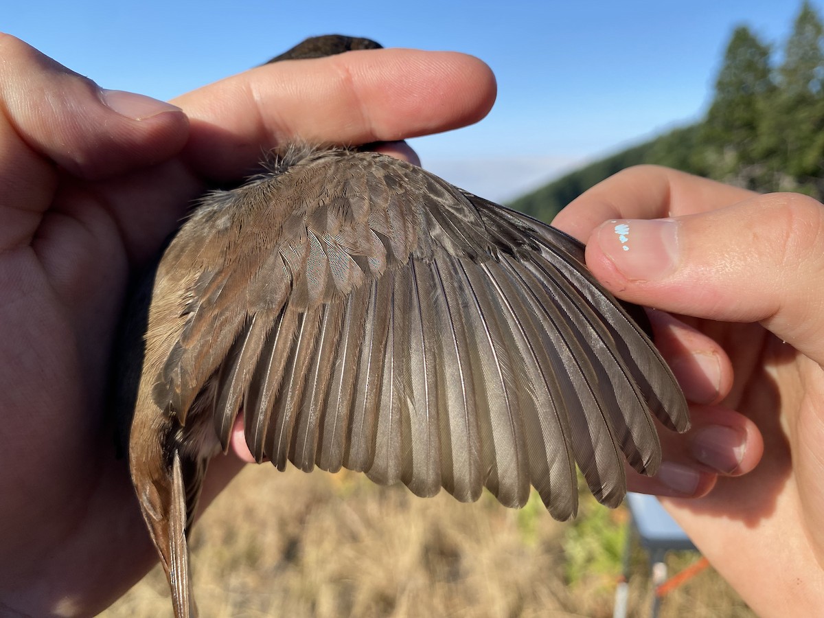 Fox Sparrow (Sooty) - ML641778576