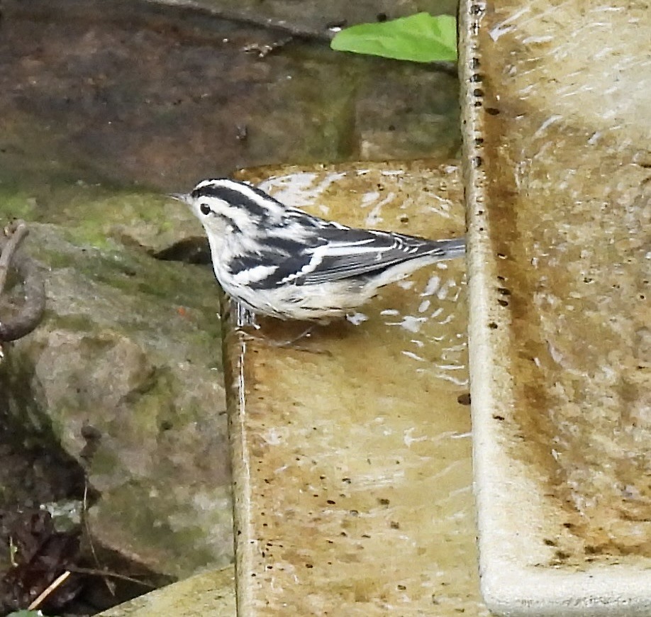 Black-and-white Warbler - ML641778578