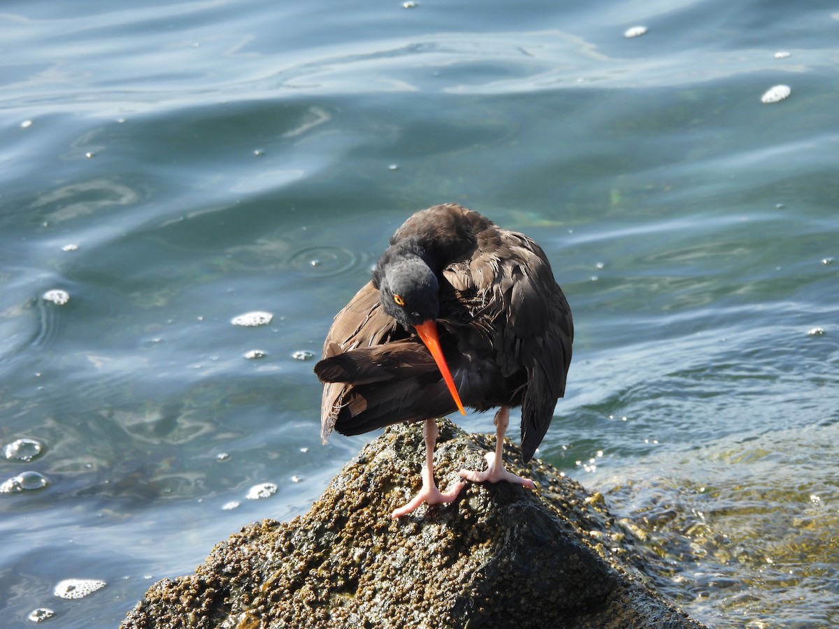 Black Oystercatcher - ML641778579