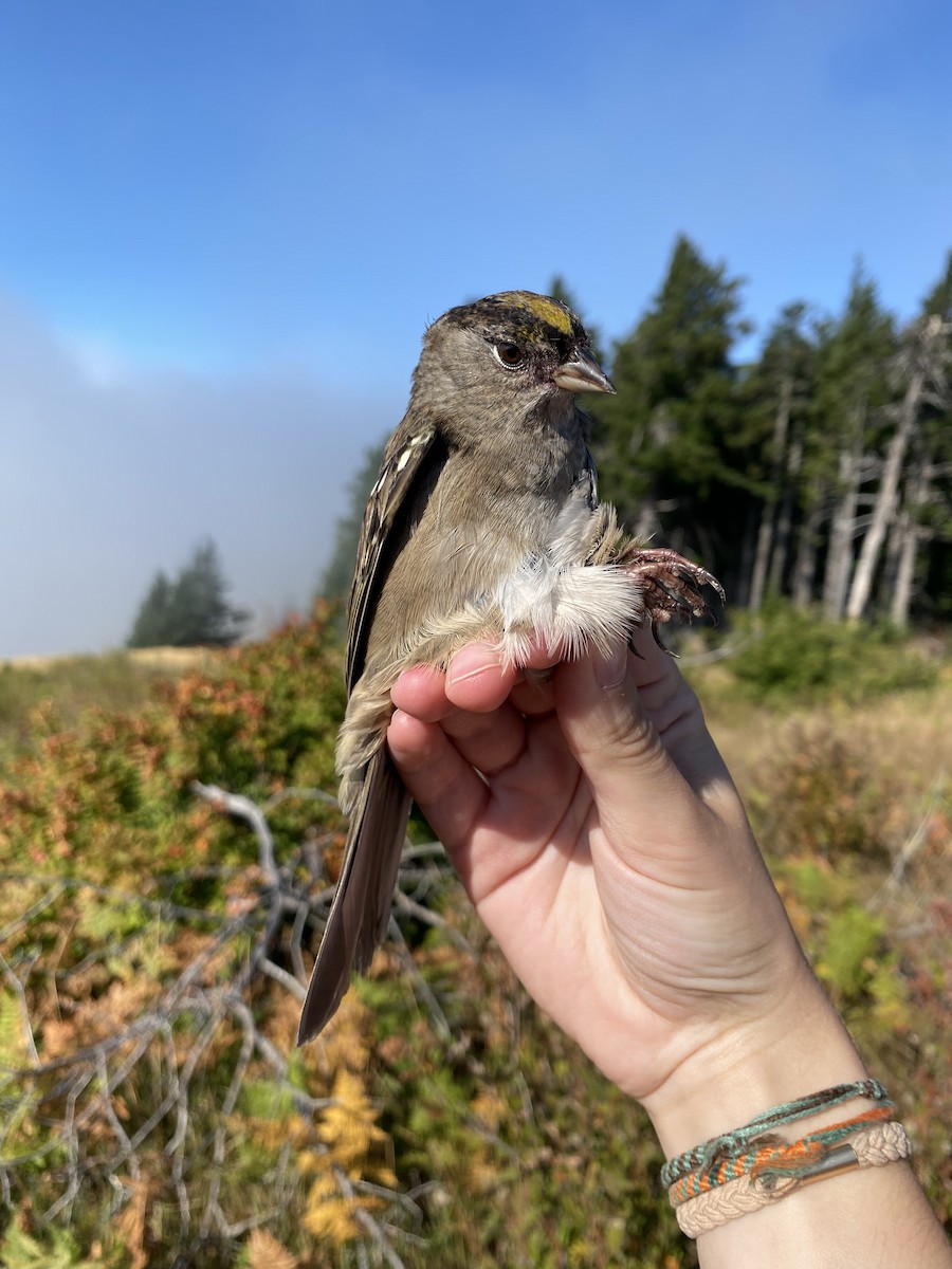 Golden-crowned Sparrow - ML641778584