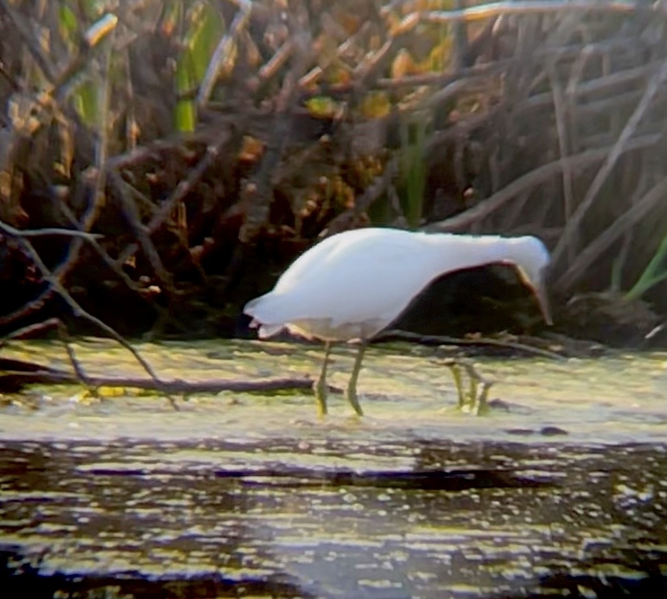 Little Blue Heron - ML641778587
