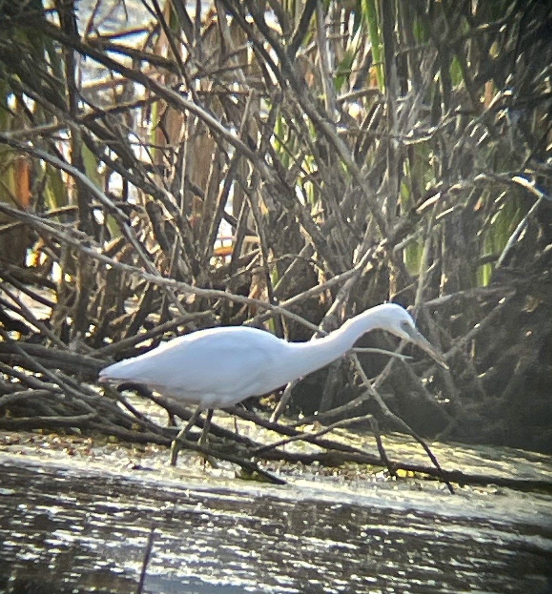 Little Blue Heron - ML641778588