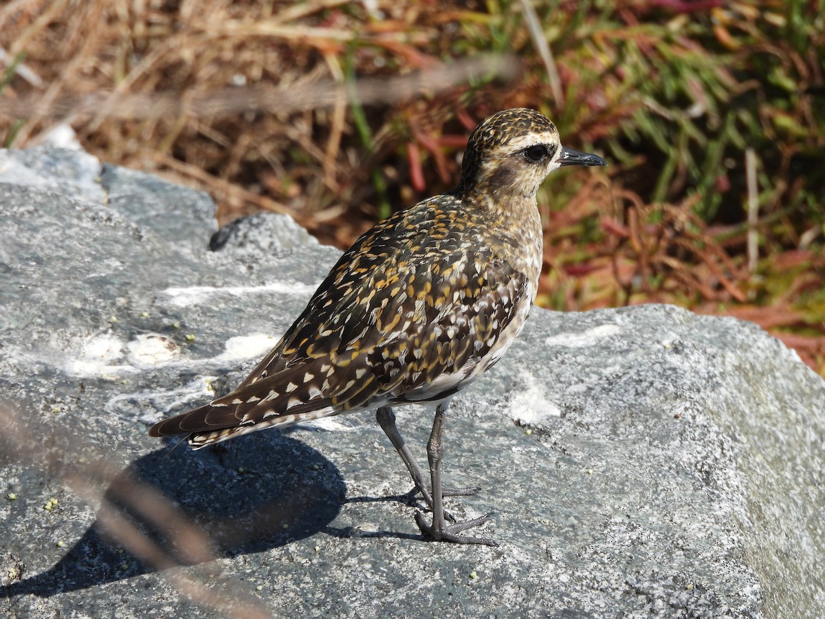 Pacific Golden-Plover - ML641778589