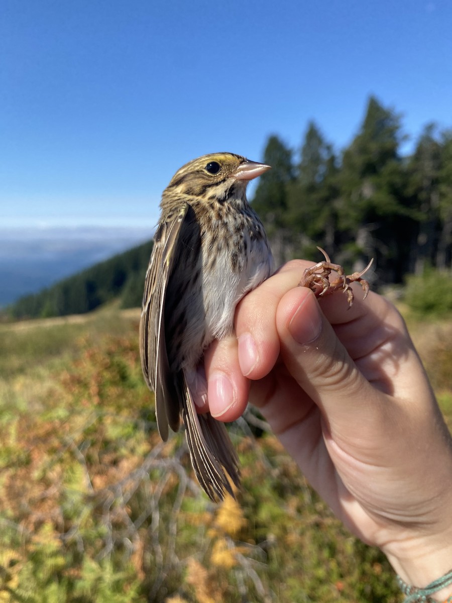稀樹草鵐 - ML641778595