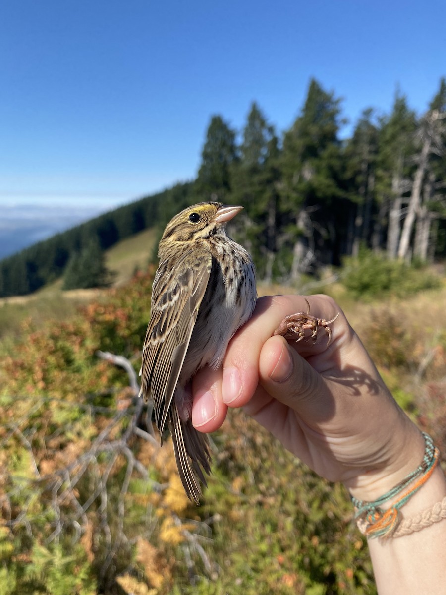 稀樹草鵐 - ML641778596