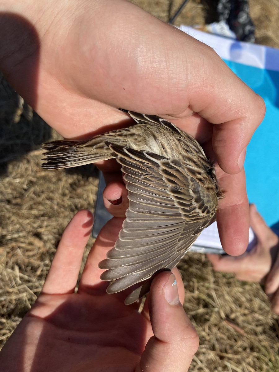 稀樹草鵐 - ML641778597